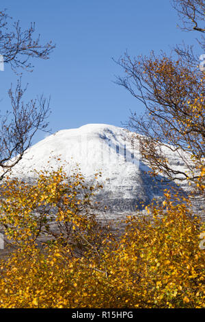 Les bouleaux en automne avec des sommets enneigés Un Teallach derrière Banque D'Images