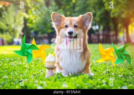 Anniversaire de belle pelouse verte sur moelleux corgi et colorée drapeaux de parti dans l'arrière-plan Banque D'Images