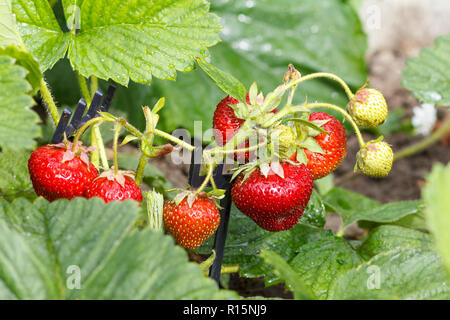 Close-up mûres et fraises pas mûres sur des bagues dans les plantations Banque D'Images