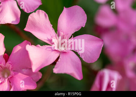 Clair rose bouquet en fleurs d'oléandre close up dans le jardin Banque D'Images