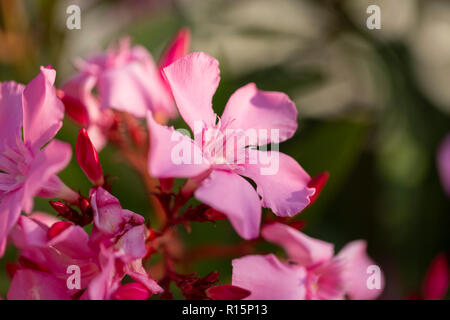 Clair rose bouquet en fleurs d'oléandre close up dans le jardin Banque D'Images