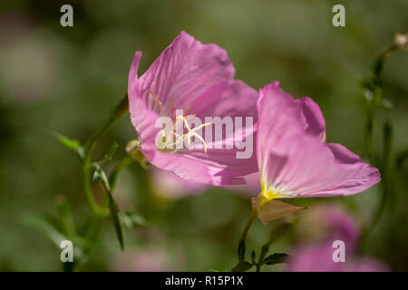 Clair rose bouquet en fleurs d'oléandre close up dans le jardin Banque D'Images