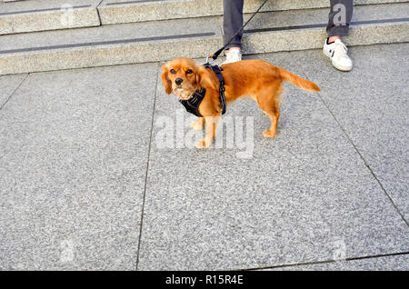 Chien en laisse à Trafalgar Square, Londres, Angleterre, Royaume-Uni. Banque D'Images