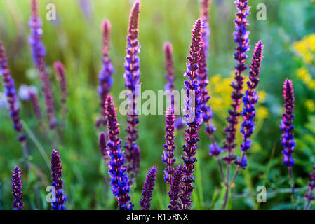 Les fleurs violettes de sauge ou Salvia divinorum Banque D'Images