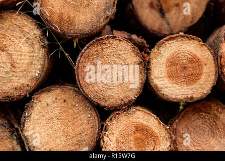 Couper et empiler les grumes, bois, UK Banque D'Images