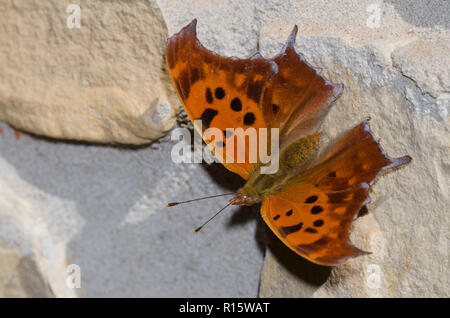 Point d'interrogation, Polygonia interrogationis, perché sur le côté de la chambre dans le centre de Montana Banque D'Images