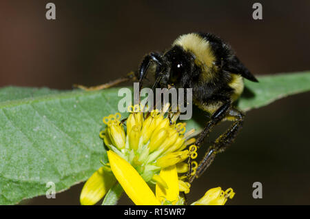 Bourdon, Bombus sp., qui se nourrissent de fleurs composite jaune Banque D'Images