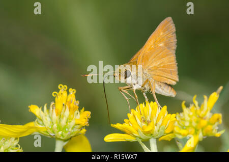 Skipper, Dion dion, plantes qui se nourrissent de fleurs composite jaune Banque D'Images