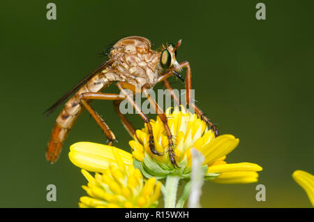 Robber Fly, Diogmites sp., regarder pour la proie tandis que perché sur une fleur composite jaune Banque D'Images