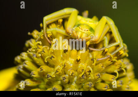 Whitebanded Misumenoides formosipes Crabe, araignée, attendant d'embuscade sur des proies fleur composite jaune Banque D'Images