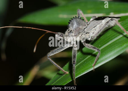 Arilus cristatus, Bug de roue Banque D'Images