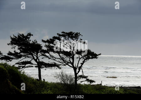 Kalaloch beach avec l'épinette de sitka silhouettes près de Sunset, Olympic National Park, Washington, USA Banque D'Images