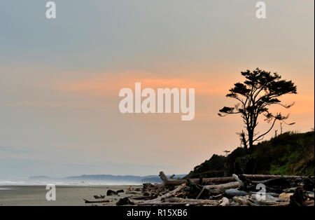 Arbre épinette de Sitka surplombant Kalaloch beach à l'aube, Olympic National Park, Washington, USA Banque D'Images