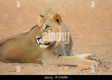 Portrait d'un jeune homme l'African lion (Panthera leo), désert du Kalahari, Afrique du Sud Banque D'Images