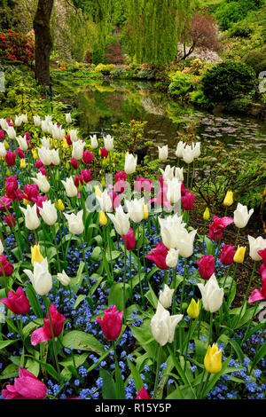 Les Butchart Gardens- fleurissement près de Quarry Lake dans le jardin en contrebas, Victoria, BC, Canada Banque D'Images