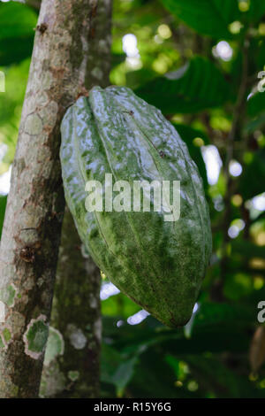 Vert Vert Fève de cacao hanging on tree Banque D'Images