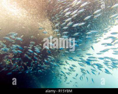 Balle de sardine à Moalboal, Cebu, Philippines Banque D'Images