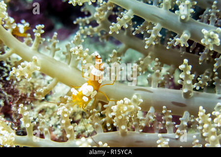 Crevettes Squat Close Up - Moalboal, Philippines Banque D'Images