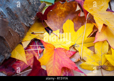 Feuillages colorés et un arbre en automne Banque D'Images