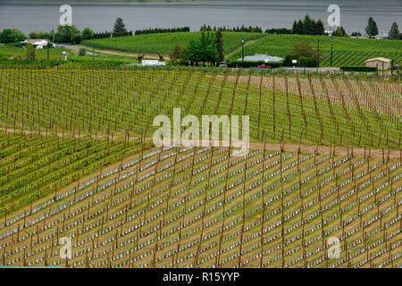 Les fermes d'arbres fruitiers et vignes près du lac Osoyoos, Osoyoos, BC, Canada Banque D'Images