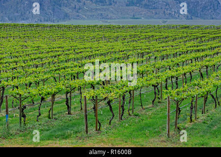 Les fermes d'arbres fruitiers et vignes près du lac Osoyoos, Osoyoos, BC, Canada Banque D'Images