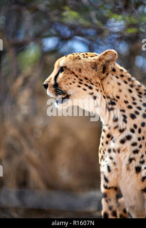 Le guépard en captivité Banque D'Images