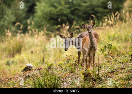 Doe daims avec de jeunes fawn (Dama dama) sur la clairière, faune nature, République Tchèque Banque D'Images