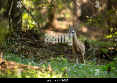 Faon Chevreuil (Capreolus capreolus) restant dans les bois à la recherche de sa mère, la nature sauvage de la République tchèque Banque D'Images