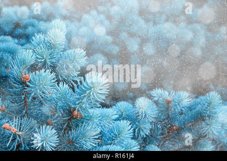 Paysage d'hiver. Blue pine tree branches sous neige en hiver, gros plan de l'hiver, la nature, l'espace libre pour le texte Banque D'Images