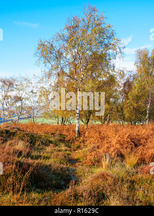 Un homme grand et mince au milieu des sables bitumineux Silver Birch fougères brun doré en face d'un petit groupe d'arbres qui portaient tous des couleurs d'automne Banque D'Images