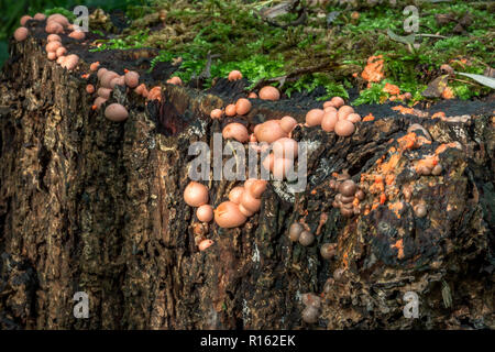 Groupe de petits champignons et de la mousse sur le tronc d'un arbre mort Banque D'Images