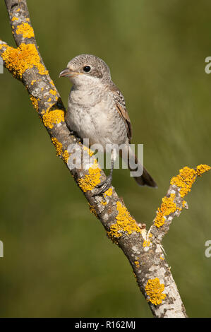 Woodchat shrike. Lanius senator, perché sur une branche jeunes Banque D'Images