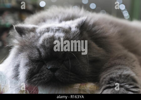 Chat persan gris dormant sur la table Banque D'Images