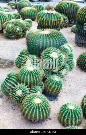 Le beau groupe des grands cactus vert planté dans un jardin botanique. Banque D'Images