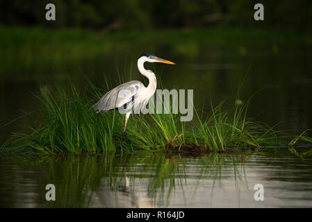 Un héron Cocoi (Ardea cocoi) assis sur un tapis de végétation flottante dans le Pantanal, Brésil Banque D'Images