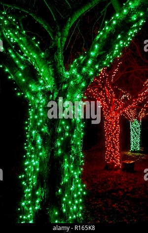 Lumières de Noël en plein air de couleur sur les arbres Banque D'Images