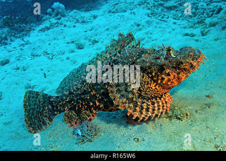 Tassled scorpionfish (Scorpaenopsis oxycephala), sur fond de sable, Hurghada, Egypte Banque D'Images