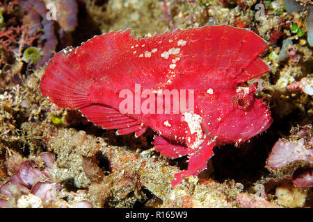 Grosser Taenianotus triacanthus (Schaukelfisch), Bali, Indonesia | Taenianotus triacanthus Scorpénidés (feuilles), Bali, Indonésie Banque D'Images