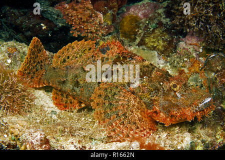 Tassled scorpionfish (Scorpaenopsis oxycephala), portant sur un corail, l'île de Malapascua, Cebu, Philippines Banque D'Images