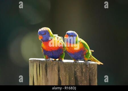 (Trichoglossus moluccanus têtes pourpres arc-en-ciel), une plage de galets, Victoria, Australie Banque D'Images