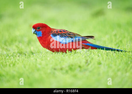 Crimson Rosella (Platycercus elegans) sur une prairie, Grande Otway National Park, Victoria, Australie Banque D'Images