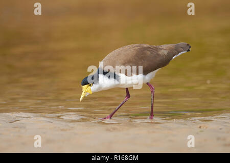 Masked sociable (Vanellus miles) dans l'eau, Wilson's Promontory National Park, Victoria, Australie Banque D'Images