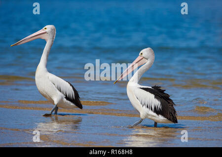 (Pelecanus conspicillatus pélicans australiens) marcher dans l'eau, Millards Creek, New South Wales, Australie Banque D'Images