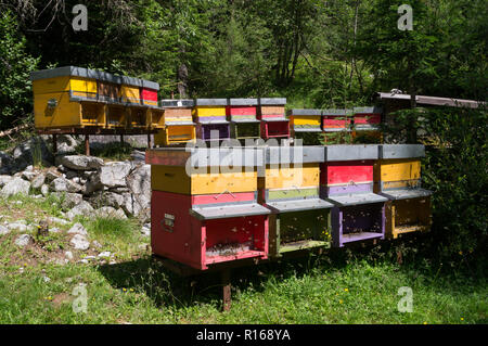 Groupe de ruches colorées plein d'abeilles au milieu d'une forêt Banque D'Images