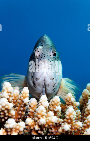 Recto verso noir (Paracirrhite hawkfish forsteri), vue avant, grande barrière de corail, le Pacifique, l'Australie Banque D'Images
