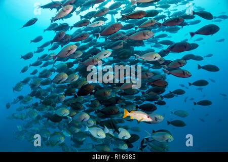 Maître, apodus) associés à l'allongé de l'essaim (Poisson Chirurgien Acanthurus mata), Pacifique, Queensland Banque D'Images