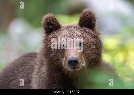 L'ours brun (Ursus arctos arctos), Portrait d'un jeune animal, Notranjska, Région Alpes dinariques, Slovénie Banque D'Images