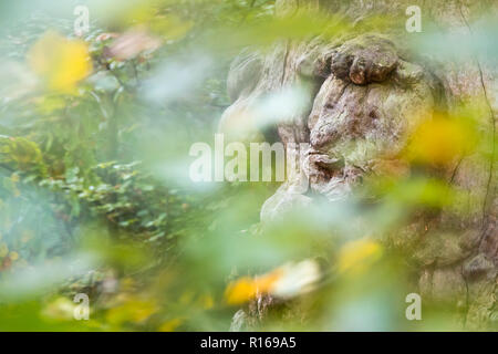 Face à un arbre de 800 ans le hêtre (Fagus), forêt vierge Sababurg, Hesse, Allemagne Banque D'Images