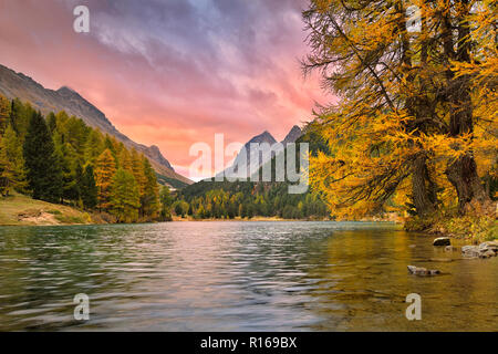 Lever du soleil au lac de Palpuogna en automne, des nuages, des mélèzes dans la couleur en automne, Lei da Palpuogna, col d'Albula Banque D'Images