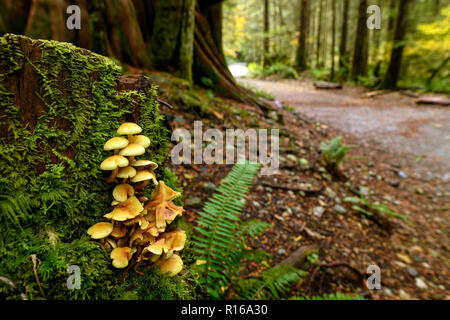 Une végétation luxuriante, des arbres géants recouverts de mousses, de fougères et de champignons dans la forêt tropicale de la colonie dans le Golden Ears Provincial Park (Colombie-Britannique), Cana Banque D'Images